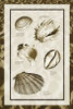 Sand and Shells II Poster Print by Alan Hausenflock - Item # VARPDXPSHSF2034