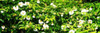 Spring Flowers II Poster Print by Alan Hausenflock - Item # VARPDXPSHSF2149