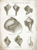 Vintage Shells II Poster Print by Gwendolyn Babbitt - Item # VARPDXBAB100