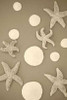 Starfish and Sand Dollars II Poster Print by Karyn Millet - Item # VARPDXPSMLT564