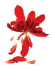 Begonia Array Poster Print by Julia McLemore - Item # VARPDXMCL100