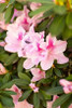 Pink Rhody I Poster Print by Karyn Millet - Item # VARPDXPSMLT463