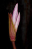Pink Bloom Poster Print by Lee Peterson - Item # VARPDXPSPSN254