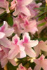 Pink Rhody II Poster Print by Karyn Millet - Item # VARPDXPSMLT464