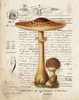 Mushroom I Poster Print by Gwendolyn Babbitt - Item # VARPDXBAB109