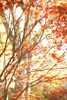 Autumn Leaves Poster Print by Karyn Millet - Item # VARPDXPSMLT582