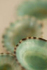 Sea Shells IV Poster Print by Karyn Millet - Item # VARPDXPSMLT568