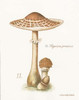 Mushroom I Poster Print by Gwendolyn Babbitt - Item # VARPDXBAB325