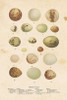 Birds Eggs II Poster Print by Gwendolyn Babbitt - Item # VARPDXBAB082