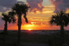 Sunset Palms I Poster Print by Alex Williams - Item # VARPDXPSAWM106