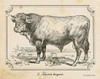 Farm Bull II Poster Print by Gwendolyn Babbitt - Item # VARPDXBAB084 Farm Bull II Poster Print by Gwendolyn Babbitt - Item # VARPDXBAB084