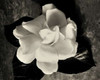 Gardenia Bloom Poster Print by Amy Melious - Item # VARPDXMEL488