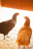 Hens Poster Print by Karyn Millet - Item # VARPDXPSMLT628