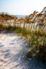 Sea Oats and Shadow II Poster Print by Alan Hausenflock - Item # VARPDXPSHSF2020