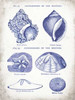 Indigo Shells I Poster Print by Gwendolyn Babbitt - Item # VARPDXBAB097