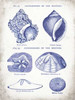 Indigo Shells I Poster Print by Gwendolyn Babbitt