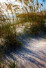 Sea Oats and Shadow I Poster Print by Alan Hausenflock - Item # VARPDXPSHSF2019