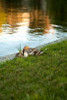 Ducks on the Pond Poster Print by Karyn Millet - Item # VARPDXPSMLT625
