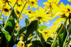 Yellow Daisies Poster Print by Alan Hausenflock - Item # VARPDXPSHSF2158