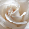 White Rose II Poster Print by Monika Burkhart - Item # VARPDXPSBHT257