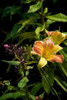 Pink and Yellow Lily Poster Print by George Johnson - Item # VARPDXPSJSN215