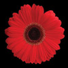 Gerbera Daisy Red Poster Print by Jim Christensen - Item # VARPDXCRS018