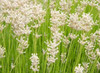 White on Green Field Poster Print by George Johnson - Item # VARPDXPSJSN259