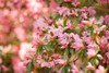 Pink Rhody III Poster Print by Karyn Millet - Item # VARPDXPSMLT481