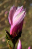 Pink Tulip Tree II Poster Print by George Johnson - Item # VARPDXPSJSN287