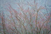 Winter Tree Limbs I Poster Print by Kathy Mahan - Item # VARPDXPSMHN671