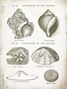 Vintage Shells I Poster Print by Gwendolyn Babbitt - Item # VARPDXBAB099