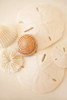 Shells and Dollars Poster Print by Karyn Millet - Item # VARPDXPSMLT570