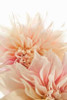 Pink Dahlia II Poster Print by Karyn Millet - Item # VARPDXPSMLT446