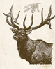 Neutral Deer II Poster Print by Gwendolyn Babbitt - Item # VARPDXBAB321