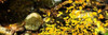Forest Floor I Poster Print by Alan Hausenflock - Item # VARPDXPSHSF1987