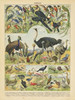 Oiseaux IV Poster Print by Gwendolyn Babbitt - Item # VARPDXBAB057