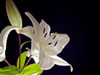 White Lilies I Poster Print by Monika Burkhart - Item # VARPDXPSBHT244