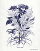 Indigo Botanical III Poster Print by Gwendolyn Babbitt - Item # VARPDXBAB312
