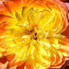 Yellow Fire Rose II Poster Print by Alan Hausenflock - Item # VARPDXPSHSF2082