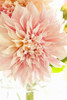 Pink Dahlia I Poster Print by Karyn Millet - Item # VARPDXPSMLT445