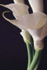 White Callas II Poster Print by Monika Burkhart - Item # VARPDXPSBHT249