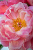 Pink Peony Poster Print by Karyn Millet - Item # VARPDXPSMLT697