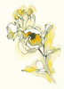 Carols Roses IV Poster Print by Shirley Novak - Item # VARPDX27578