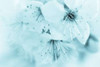 Cherry Blossom II Poster Print by Kathy Mahan - Item # VARPDXPSMHN680