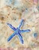 Blue Starfish Poster Print by LuAnn Roberto - Item # VARPDXRTO112