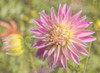 Garden Dahlias Poster Print by George Johnson - Item # VARPDXPSJSN244