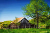 Old Backyard Barn Poster Print by Alan Hausenflock - Item # VARPDXPSHSF1901