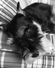 Schnauzer Black and White Poster Print by Karyn Millet - Item # VARPDXMLT018