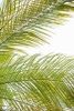 Palms in the Sun I Poster Print by Karyn Millet - Item # VARPDXPSMLT726