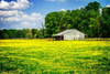 Spring Pasture I Poster Print by Alan Hausenflock - Item # VARPDXPSHSF2045